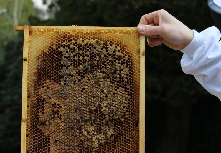 bijen sterfte(bijen redden) is helaas verhoogd maar jij kan samen met ons helpen dit probleem op te lossen. studio ECO kiest voor het ondersteunen van de bijen omdat ...